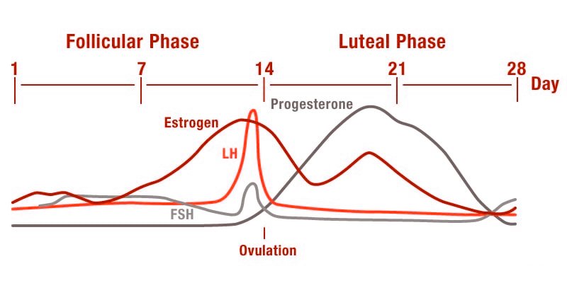 fases ciclo menstrual